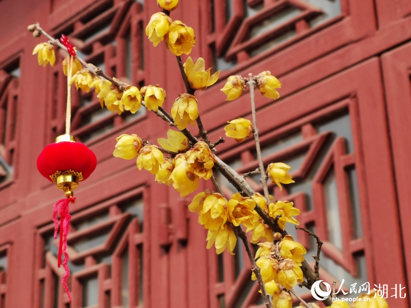 2月1日，武漢市東湖梅園內梅花綻放。人民網 肖璐欣攝