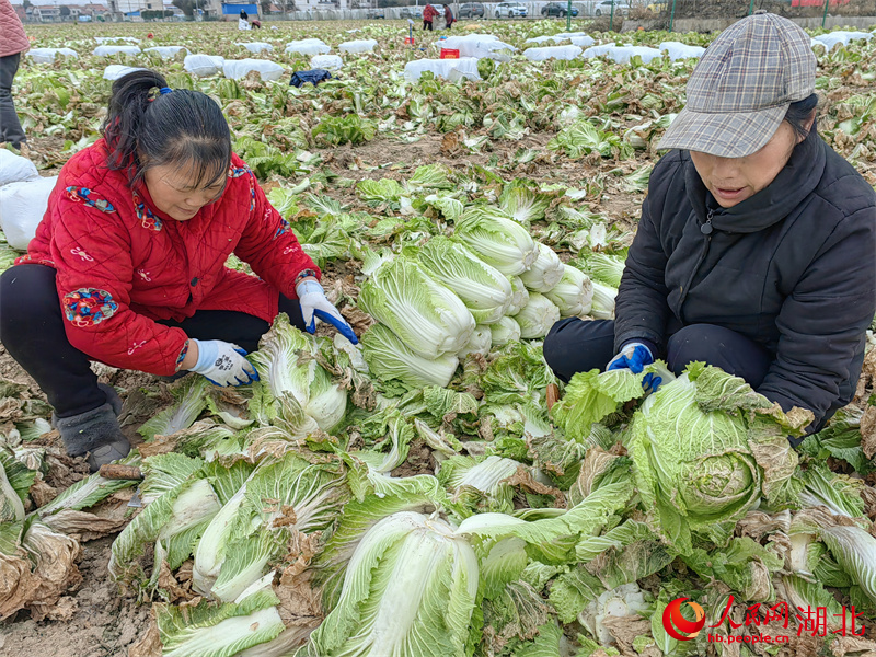 新春走基层｜惠农帮销，守护农民们的“菜园子”