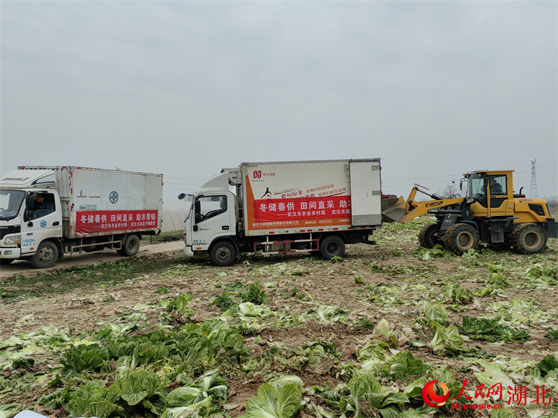 武漢新洲區新河村村民正在加緊搶收大白菜。人民網 郭婷婷攝