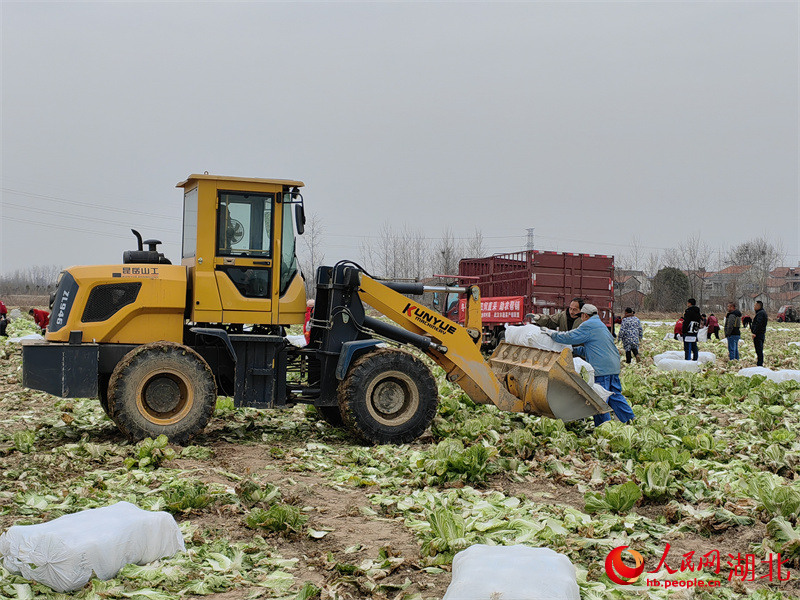武漢新洲區新河村村民正在加緊搶收大白菜。人民網 郭婷婷攝
