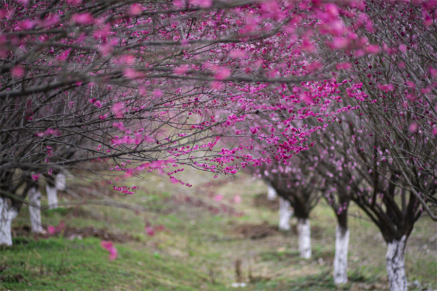 伴着暖阳步入园区，可见成片梅树枝头上的花朵正热烈绽放，它们或嫣红，或粉嫩，散发着迷人的气息。
