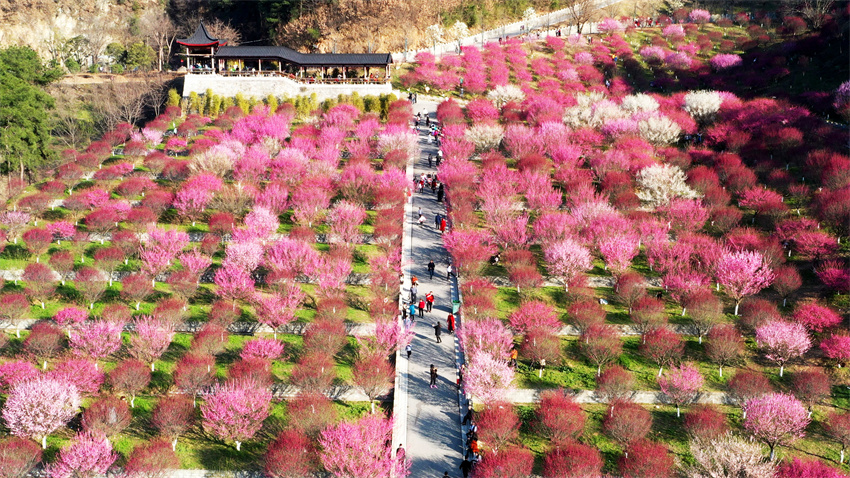 在秦巴生态植物园，300余亩梅花如云如霞吐蕊展瓣。