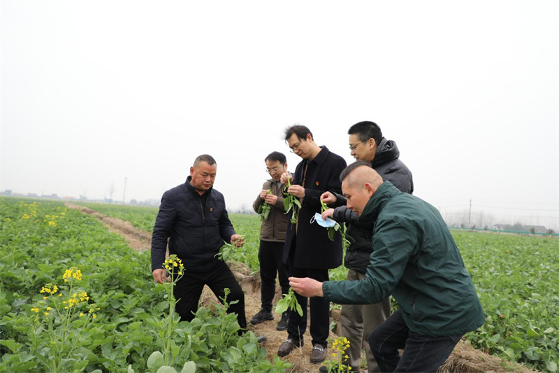 石首市煙草專賣局黨組與村委在種植基地觀看菜薹長勢。