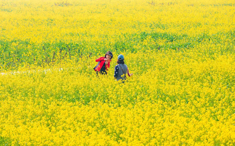 万亩花海绽放 第十届知音故里（蔡甸）油菜花节开幕【3】