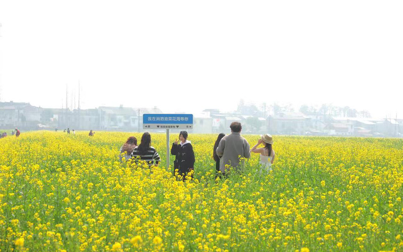 万亩花海绽放 第十届知音故里（蔡甸）油菜花节开幕【5】