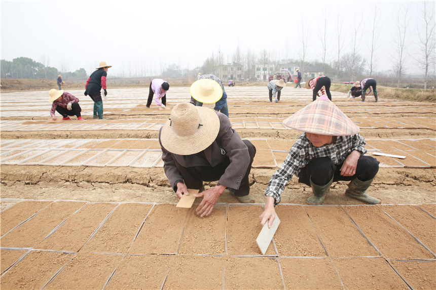 3月8日，在湖北省天門市石家河鎮，村民正搶抓農時在田裡育早稻秧苗。 劉銀斌攝
