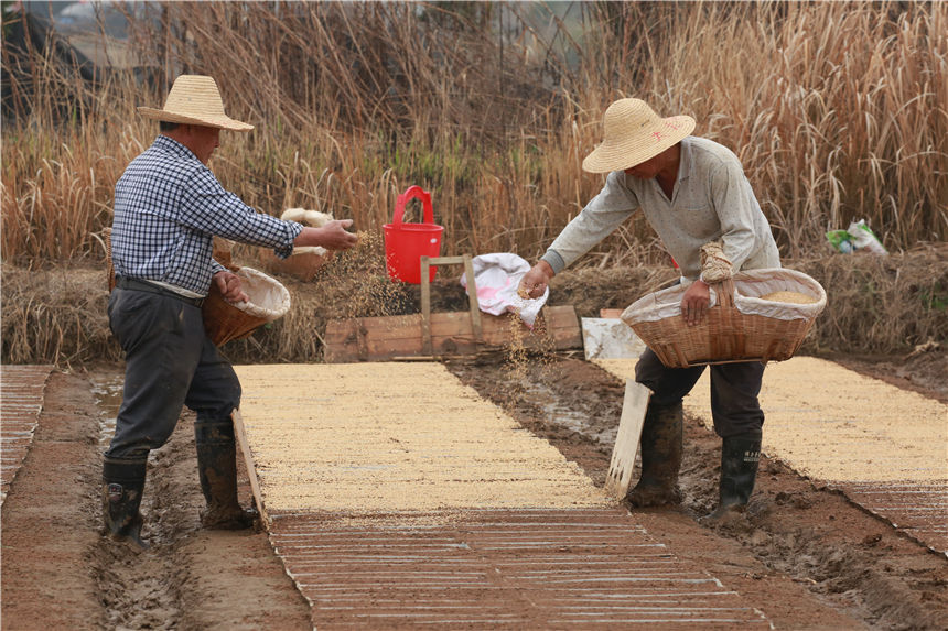 3月8日，在湖北省天門市石家河鎮，村民正搶抓農時在田裡育早稻秧苗。劉銀斌攝