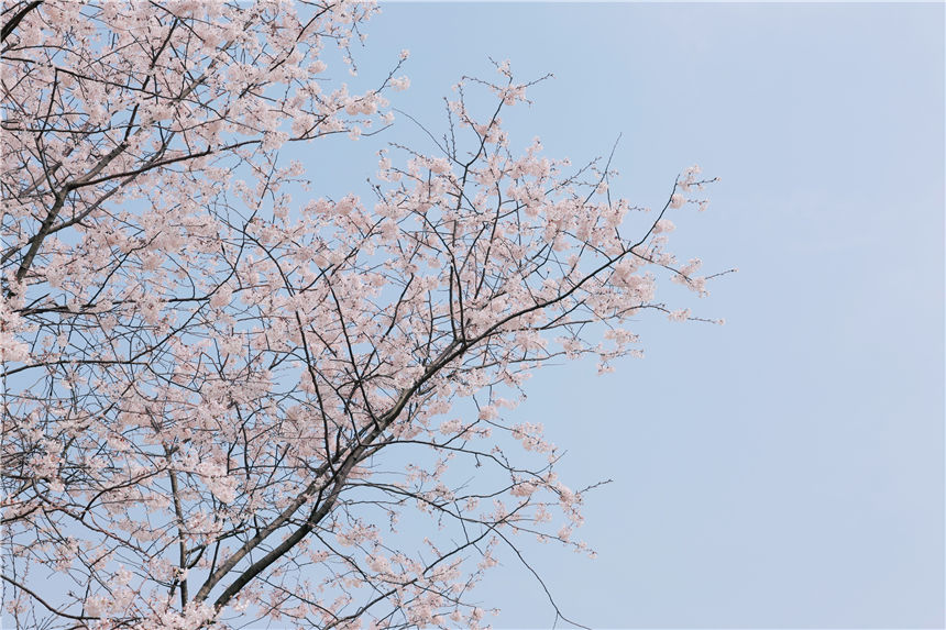 湖北红安天台山万亩野樱花盛开【6】