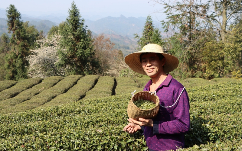 茶農採摘的鮮葉。李永攝