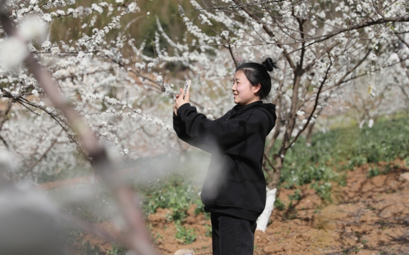 湖北竹山：千亩李花繁胜雪。