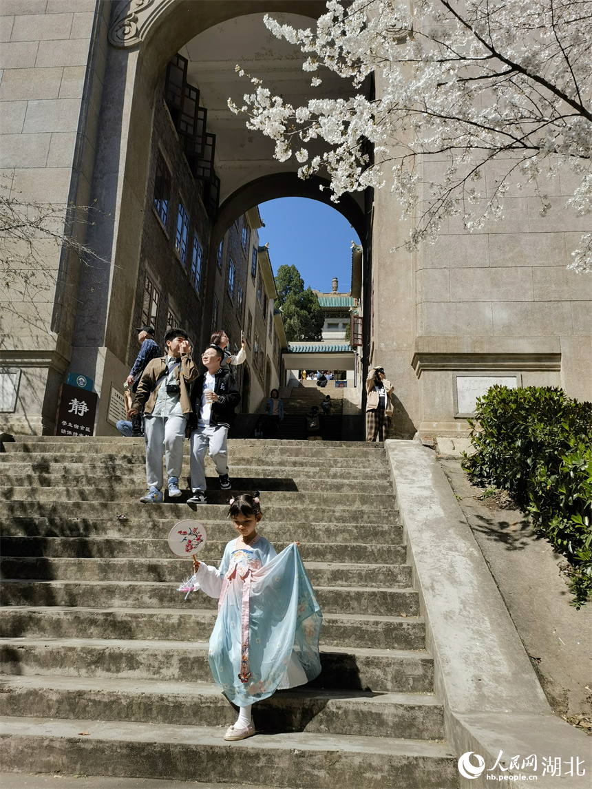 武漢大學櫻花盛放 花開浪漫滿校園