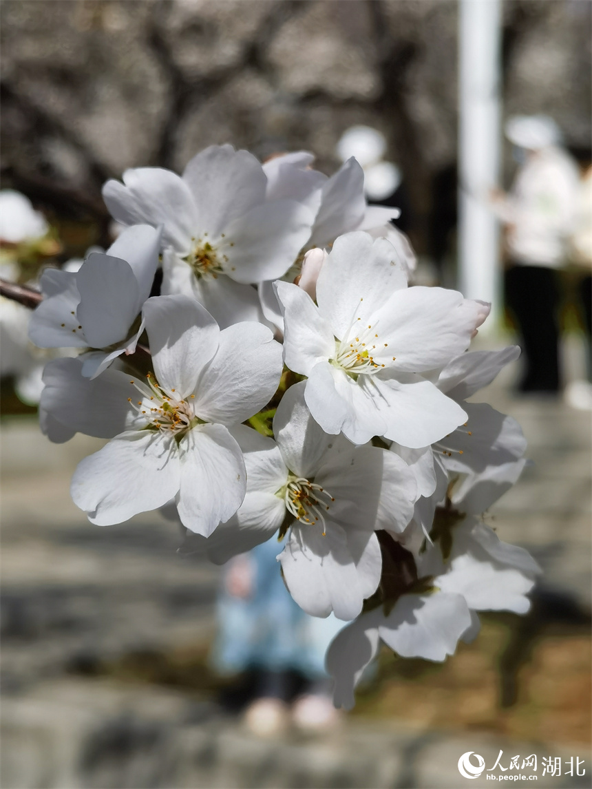 武汉大学樱花盛放 花开浪漫满校园
