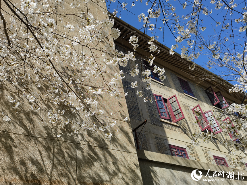 武汉大学樱花盛放 花开浪漫满校园