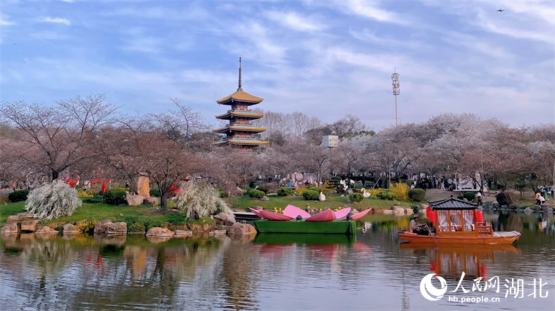 武汉东湖樱花园游人如织，2023退役军人“春游湖北”活动在此启动。人民网 周恬摄