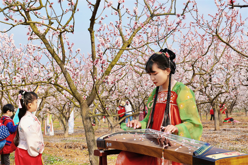 游客身着汉服在杏花树下弹奏古筝。