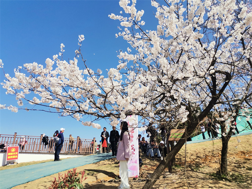 湖北咸安：陌上花開拉開“美麗經濟”大幕