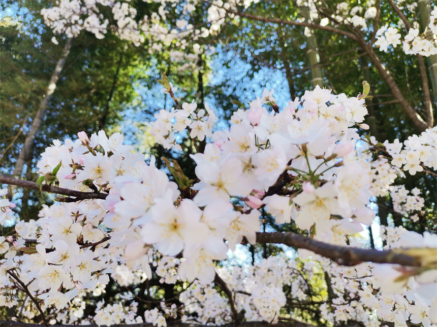 湖北咸安：陌上花開拉開“美麗經濟”大幕