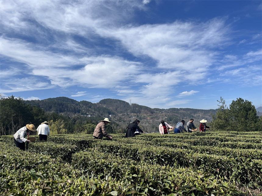 湖北建始：春茶開園