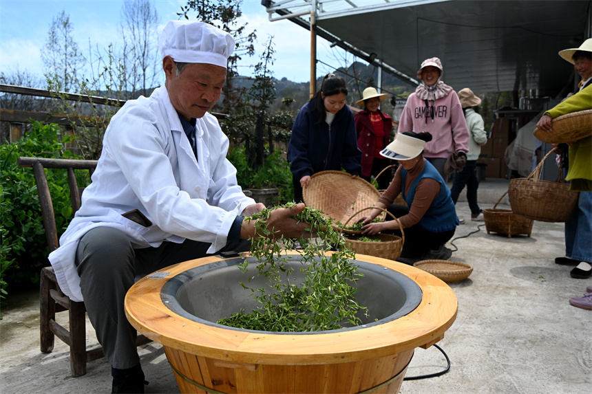 湖北建始：春茶開園