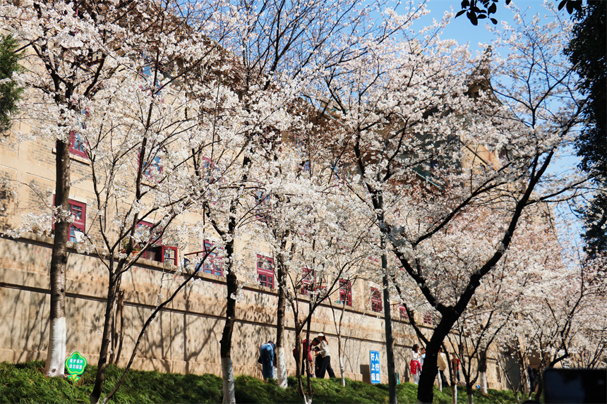 武汉大学迎来首批成功预约赏樱的社会公众。