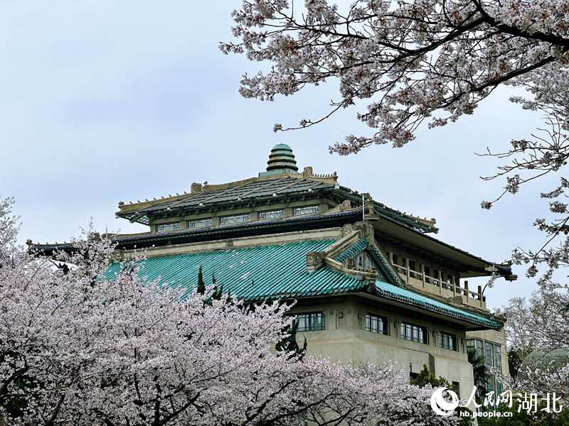 武汉大学樱花盛开。人民网 张沛摄