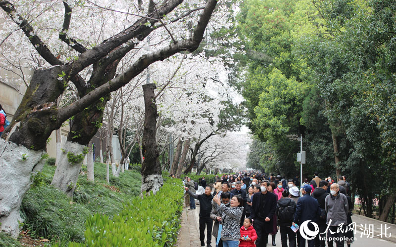医护人员和家属在樱花大道上赏樱。人民网 张沛摄