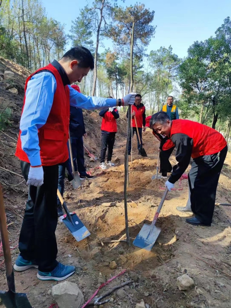 武汉蔡甸区开展义务植树活动。