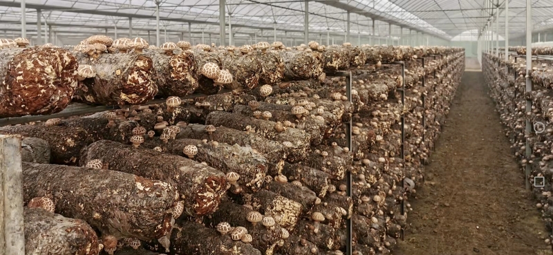 华羿香菇种植专业合作社优质花菇出菇。受访者供图