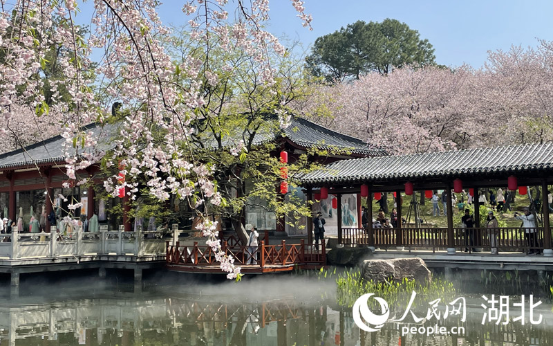東湖櫻園的游客如潮般涌向粉白色的櫻花花海之中，樂享春光。人民網 張雋攝