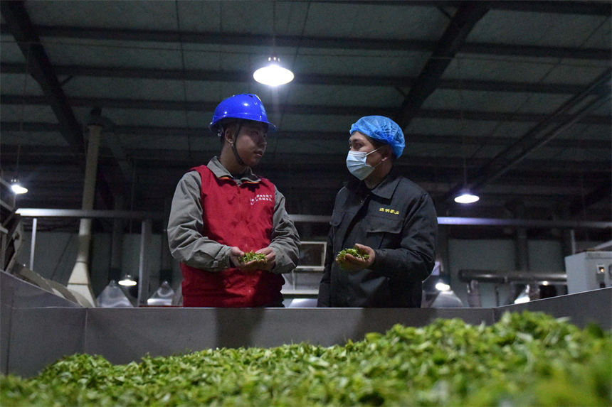国网五峰县供电公司“党建+春茶保电”党员服务队向五峰汲明毛尖茶厂技术人员了解用电情况及用电需求。