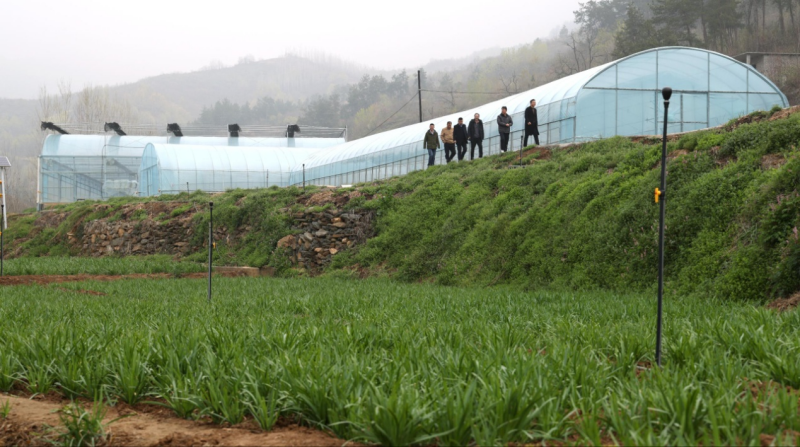 核桃树垭村内的种植基地。张怀忠摄