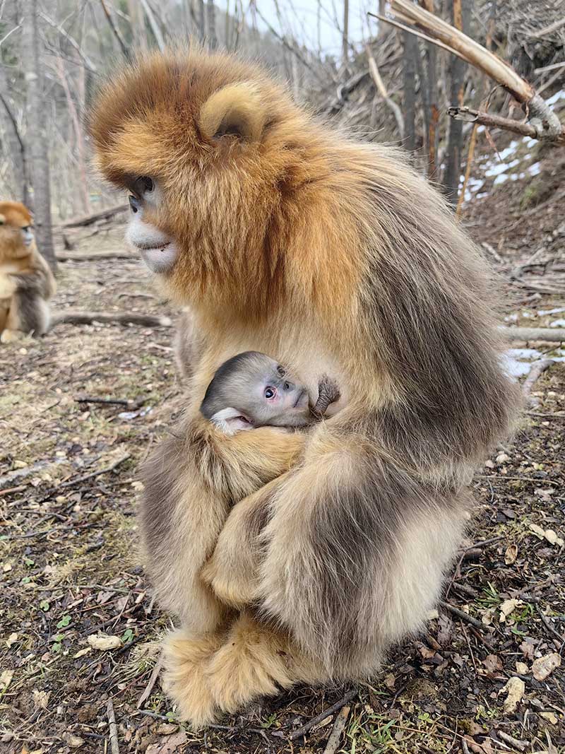 新出生的金絲猴寶寶被媽媽呵護在懷裡。黃天鵬攝