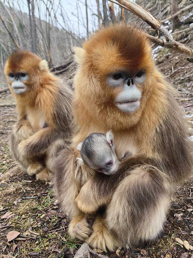 新出生的金丝猴宝宝被妈妈呵护在怀里。黄天鹏摄