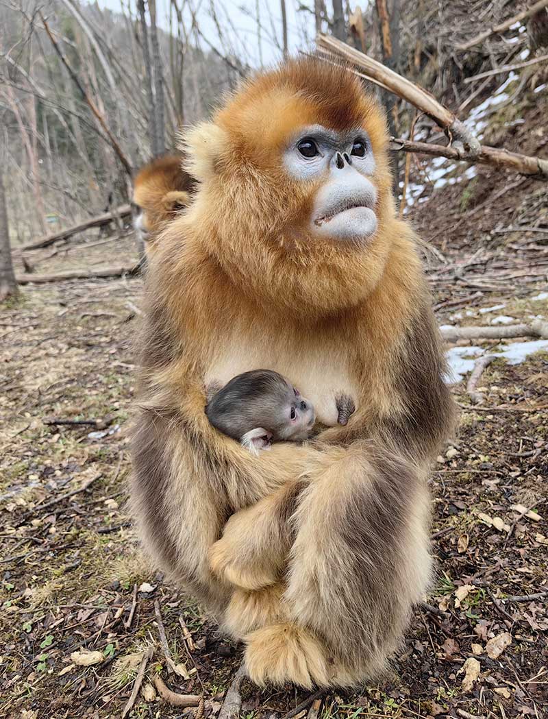 新出生的金丝猴宝宝被妈妈呵护在怀里。黄天鹏摄