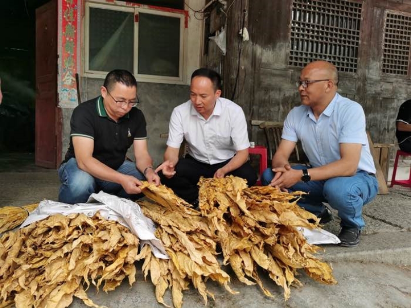王洪煒（左一）在煙區查看煙葉烘烤質量。恩施州煙草專賣局供圖