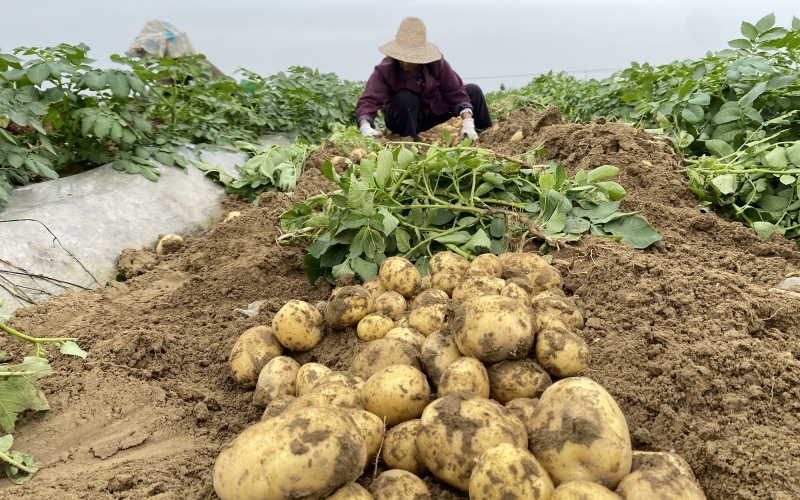 湖北省天門市何場村村民們正在採收馬鈴薯，田間地頭一派繁忙的豐收景象。李蘭英攝 