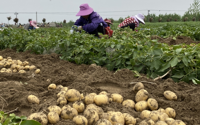 湖北省天門市何場村村民們正在採收馬鈴薯，田間地頭一派繁忙的豐收景象。李蘭英 攝