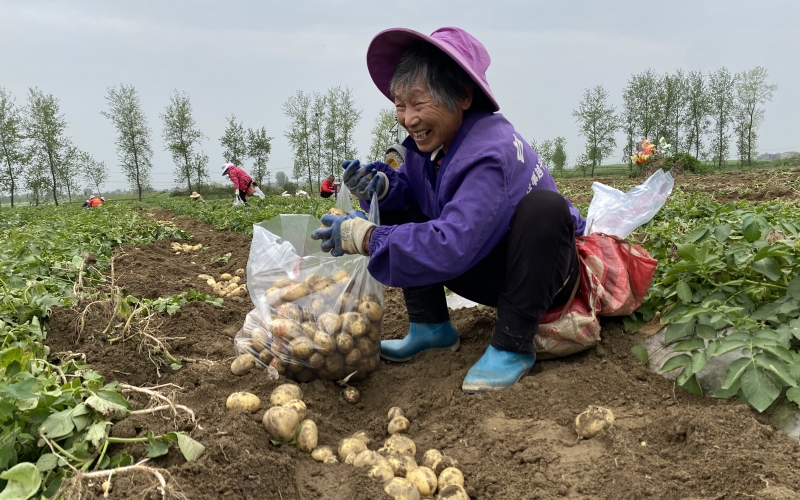 湖北省天門市何場村村民們正在採收馬鈴薯，田間地頭一派繁忙的豐收景象。李蘭英攝