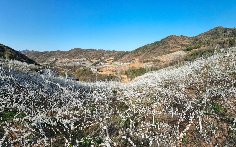 竹山縣文峰鄉漫山遍野的李花競相綻放,浪漫似雪撩人醉。