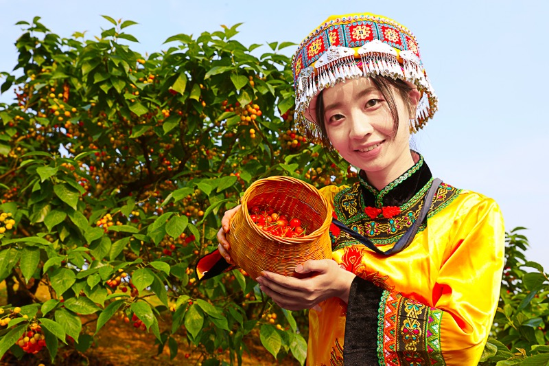 采摘好的樱桃。李萍摄