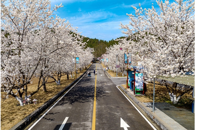 上洋村启动“两花路”节点建设