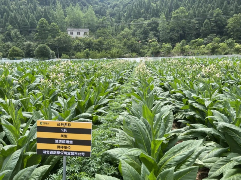 宜昌市烟草公司在上洋成立晾晒烟研究所