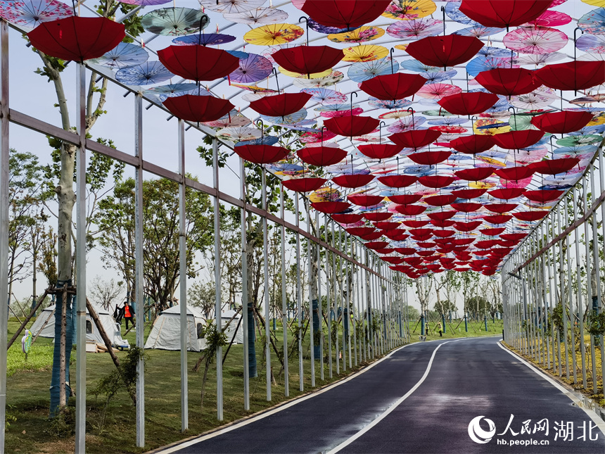 武漢：城市郊野新玩法 “梧桐雨”中享綠色生活