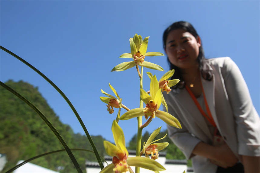 秭归县第二届兰花文化博览会在九畹溪镇兰草苗圃基地启幕，兰花爱好者们云集会场进行鉴赏与交易活动。王罡摄