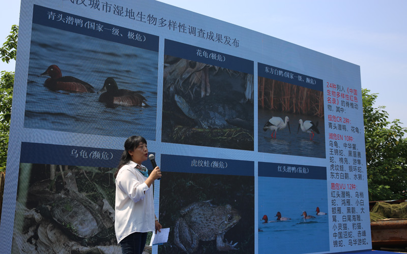 市生态环境科技中心生态室主任沙茜发布“武汉城市国家湿地公园生物多样性调查成果”。