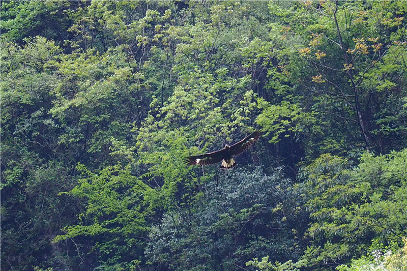 国家一级重点保护动物金雕现身湖北竹山堵河源保护区【2】