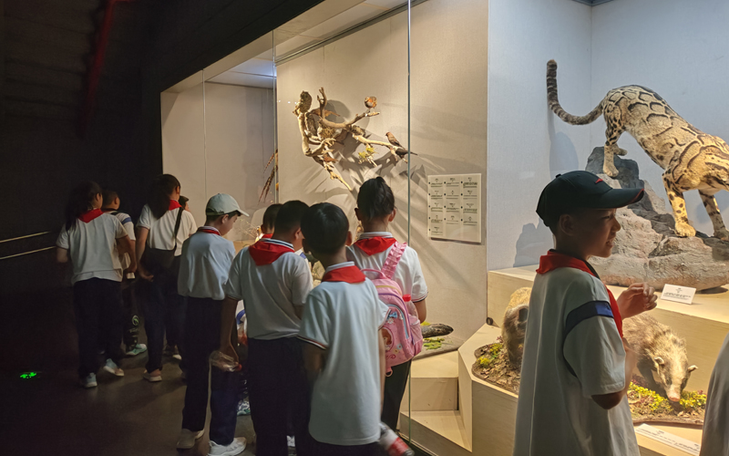 师生们参观长江文明馆、武汉自然博物馆。