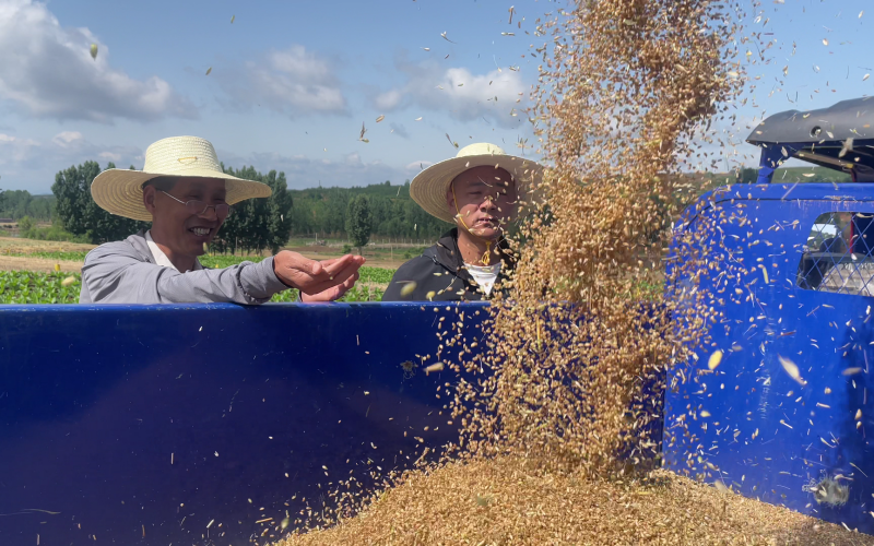 烟农种粮喜获丰收。