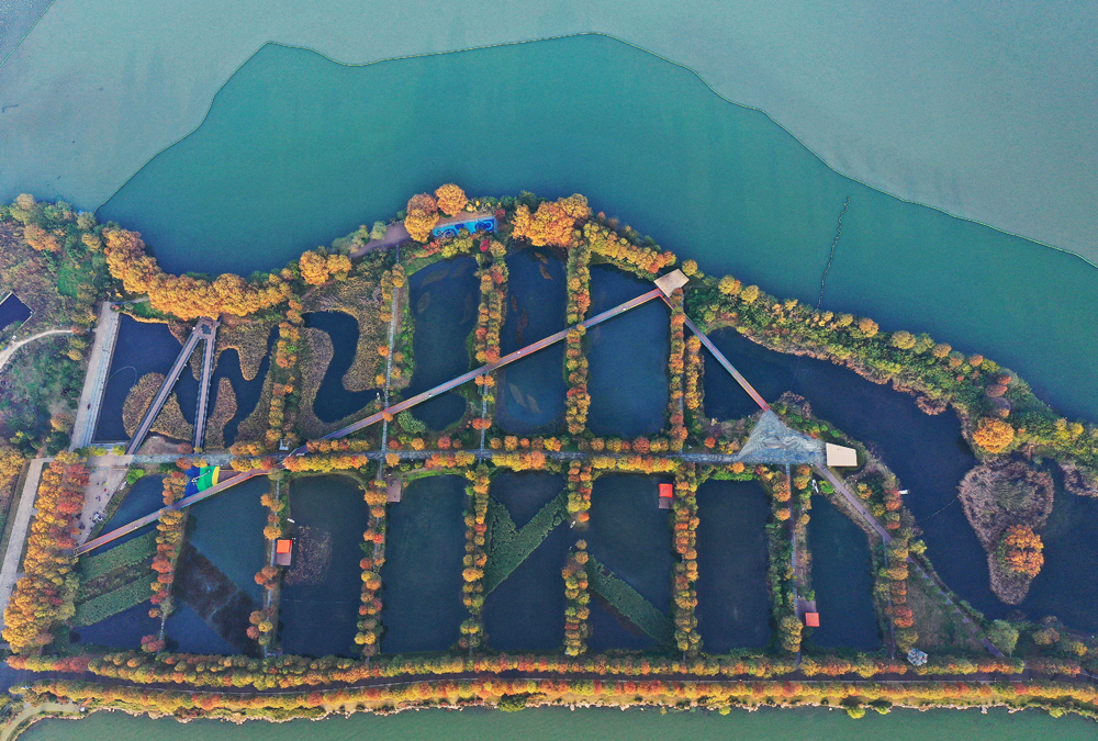 东湖湖中道湿地公园 吴伟摄