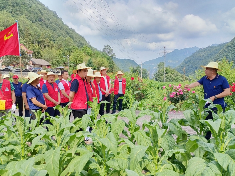 湖北省宜昌市兴山县烟草内训师在烟田边讲解种烟技术，边开展现场操作示范。
